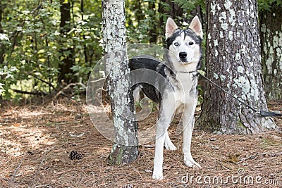 Male Siberian Husky dog with one blue eye outside in pine tree forest on leash Stock Photo