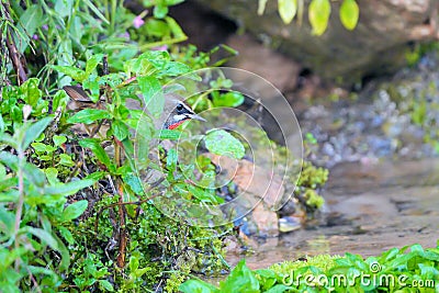 Siberian Rubythroat Stock Photo