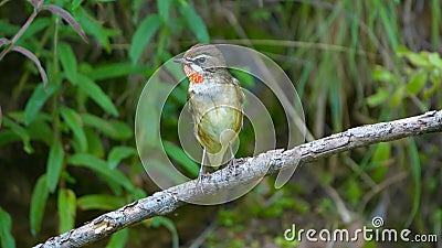 Siberian Rubythroat Stock Photo