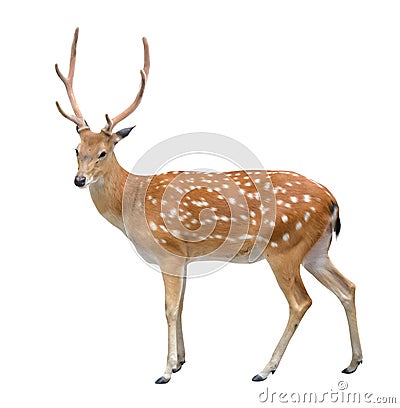 Male sika deer Stock Photo