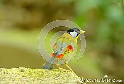 Male silver-eared mesia Stock Photo