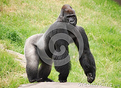 Male Silverback Gorilla Stock Photo