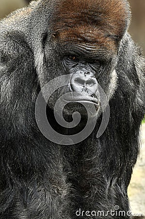 Male Silverback Gorilla Stock Photo