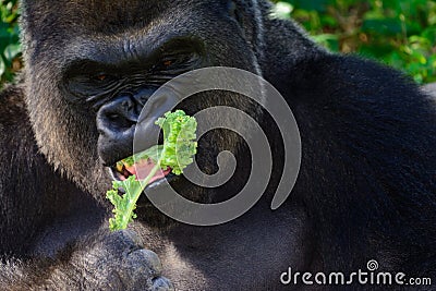 Male Silverback Western Lowland gorilla Stock Photo