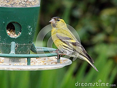 Male siskin on a bird feeder Stock Photo