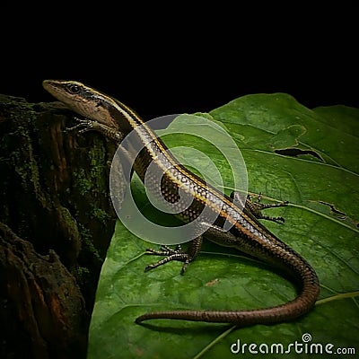 Male skink of Emoia caeruleocauda Stock Photo