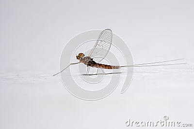 Male small mayfly Stock Photo