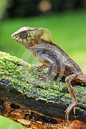 Male smooth helmeted iguana Corytophanes cristatus sitting on a log Stock Photo