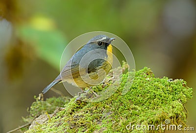 Male Snowy-browed Flycatcher (Ficedula hyperythra) Stock Photo