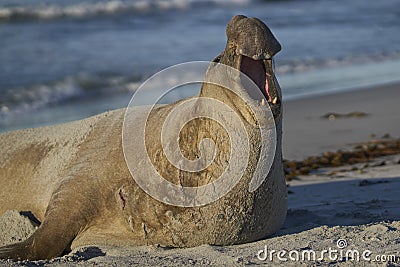 Male Southern Elephant Seal in the Falkland Islands Stock Photo