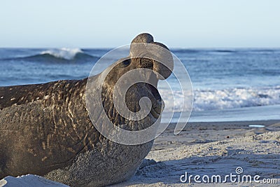 Male southern elephant seal Stock Photo