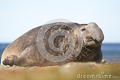 Male Southern Elephant Seal (Mirounga leonina) Stock Photo