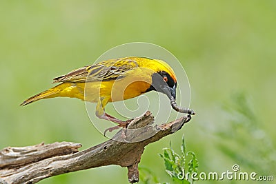 A male southern masked weaver with a worm, South Africa Stock Photo