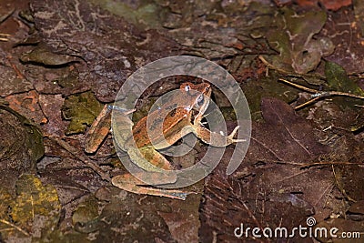 Male specimen of the Italian agile frog Rana latastei Stock Photo