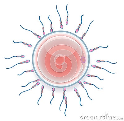 Male sperm fertilize female egg Vector Illustration