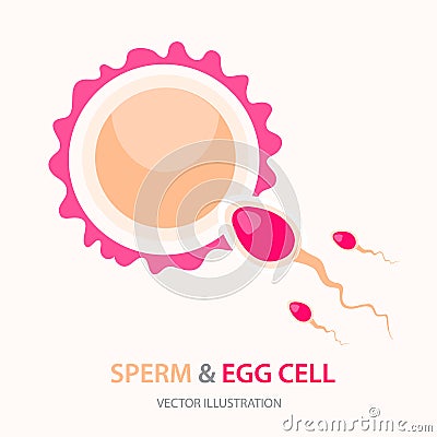 Male sperm fertilize female egg, Fertilization and ovulation concept. Vector illustration isolated on white background Vector Illustration