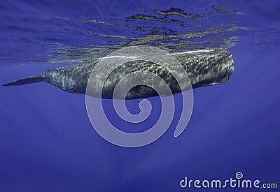 Male Sperm Whale Stock Photo