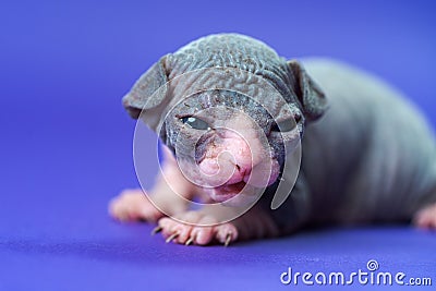Male Sphynx Hairless Cat of blue and white two weeks old lies on blue background and looks at camera Stock Photo