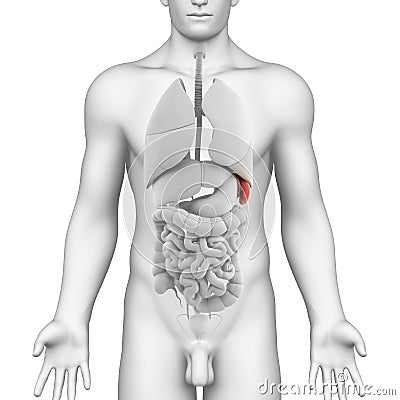 Male spleen and abdominal organs Cartoon Illustration