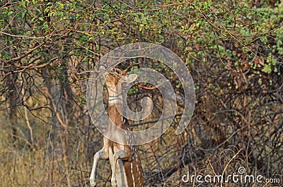 A male Spotted Chital Deer jumping to eat food Stock Photo