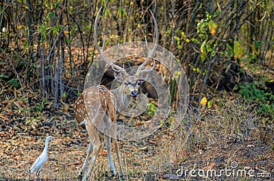 A male Spotted Chital Deer looking at camera Stock Photo
