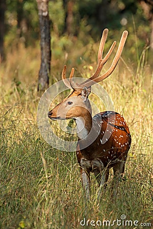 Male spotted deer - India Stock Photo