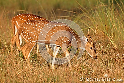 Male spotted deer Stock Photo