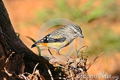 Male Spotted Pardalote Stock Photo