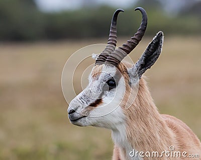 Male Springbok antelope in South Africa Stock Photo