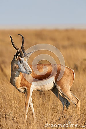 Male Springbok Stock Photo