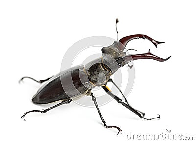 Male stag beetle, Lucanus cervus against white background Stock Photo