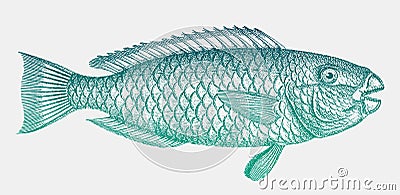 Male stoplight parrotfish sparisoma viride Vector Illustration