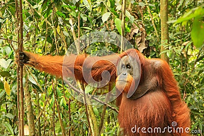 Male Sumatran orangutan standing on the ground in Gunung Leuser Stock Photo