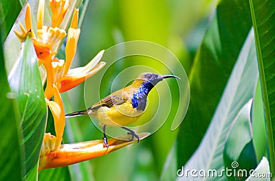 Male sunbird Stock Photo