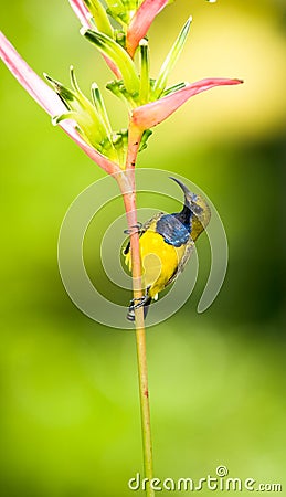 Male Sunbird Stock Photo