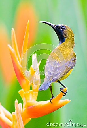 Male Sunbird Perched on Heliconia Flower Stock Photo