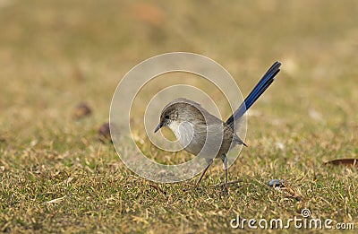 Superb Fairywren Malurus cyaneus eclipse Stock Photo