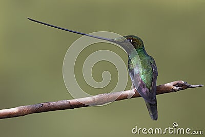 Male Sword-billed Hummingbird perched on a twig in the mountain forest of Ecuador Stock Photo