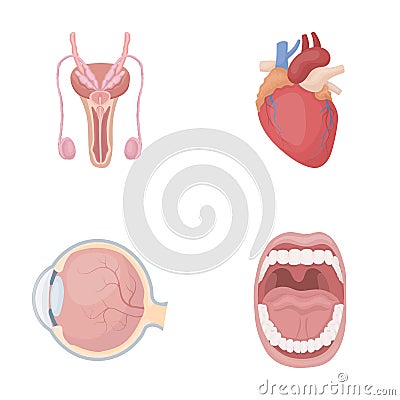 Male system, heart, eyeball, oral cavity. Organs set collection icons in cartoon style vector symbol stock illustration Vector Illustration