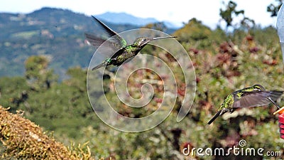 Male Talamanca hummingbirds in flight Stock Photo