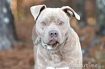 Male tan rednose American Pitbull Terrier dog outside on leash Stock Photo