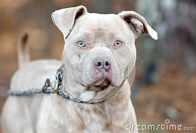 Male tan rednose American Pitbull Terrier dog outside on leash Stock Photo