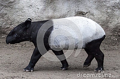 The male tapir runs along the trail to the waterhole. Stock Photo