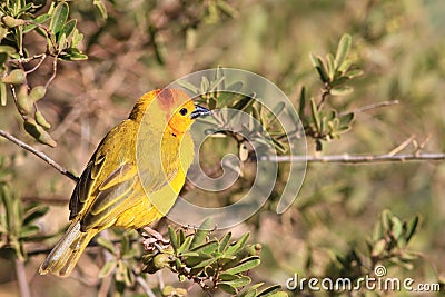 The male of taveta golden weaver Stock Photo