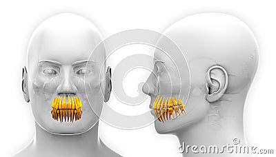 Male Teeth Dental Anatomy - isolated on white Stock Photo