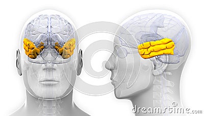 Male Temporal Lobe Brain Anatomy - isolated on white Stock Photo