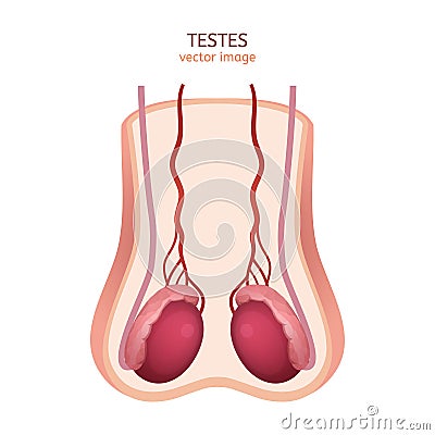 Male Testes Image Vector Illustration