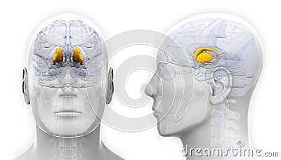 Male Thalamus Brain Anatomy - isolated on white Stock Photo