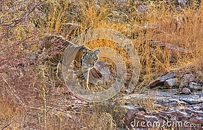 Male tiger cub Stock Photo