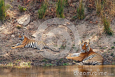 Male tiger with a cub resting in Kanha National Park in India Stock Photo